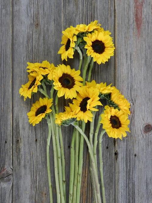 40 LARGE, 40 MEDIUM & 40 PETITE YELLOW SUNFLOWERS